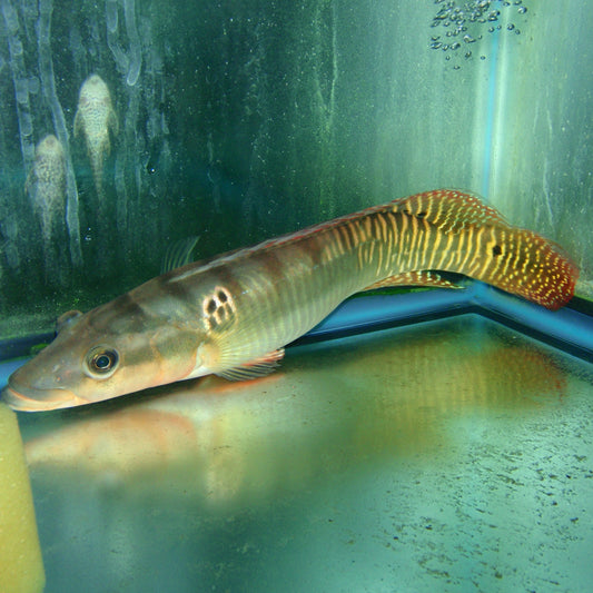 Cichlid - Pike Zebra Lg 6.5-7.5in.