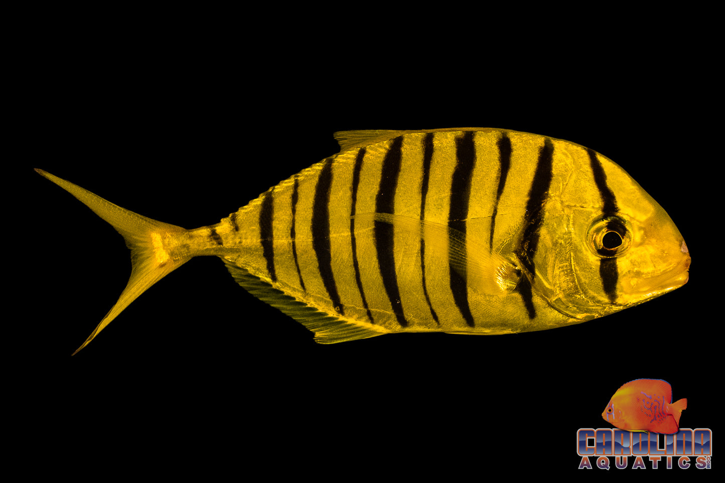 Trevally - Golden Med