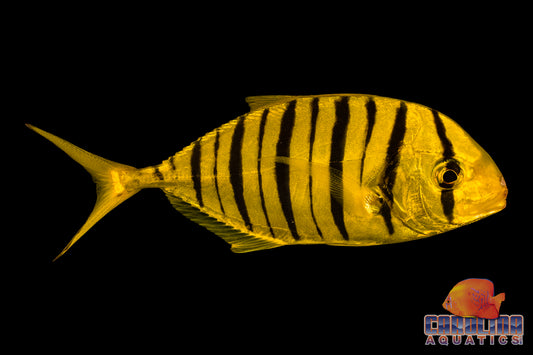 Pilotfish - Golden Trevally Med