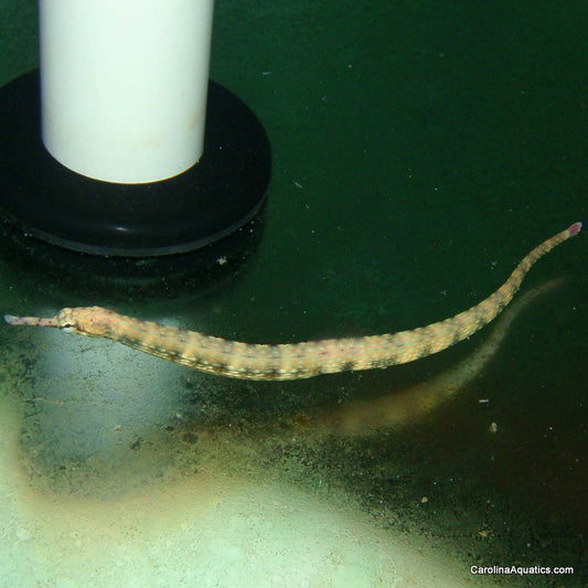 Pipefish - Dragonface