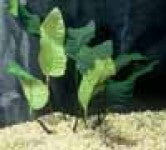 Anubias Coffeefolia Potted