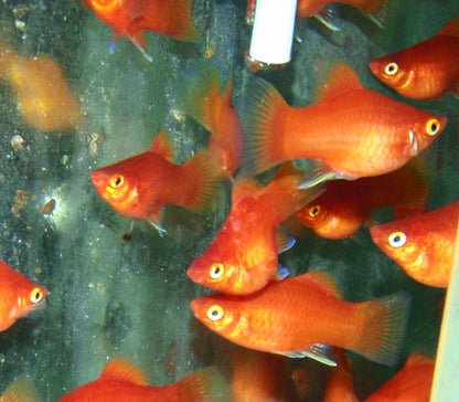 Platy - Balloon Red