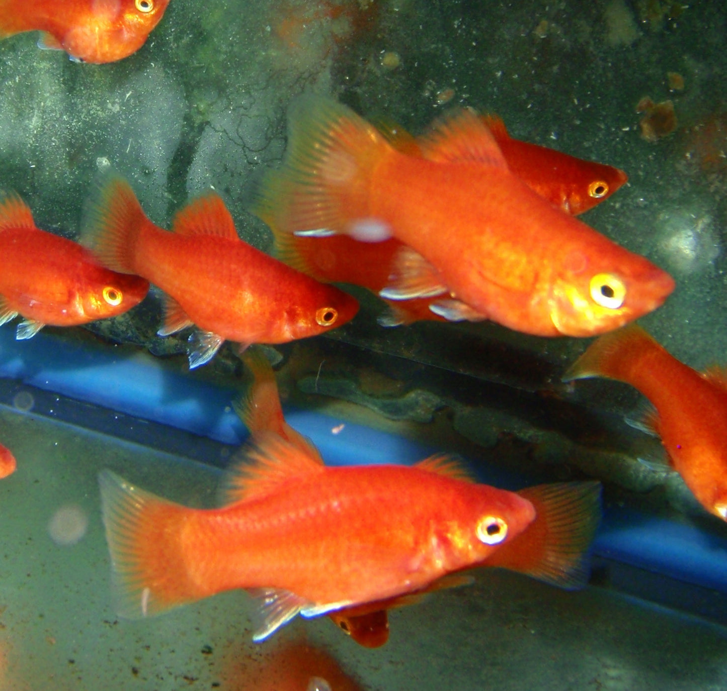 Platy - Balloon Red