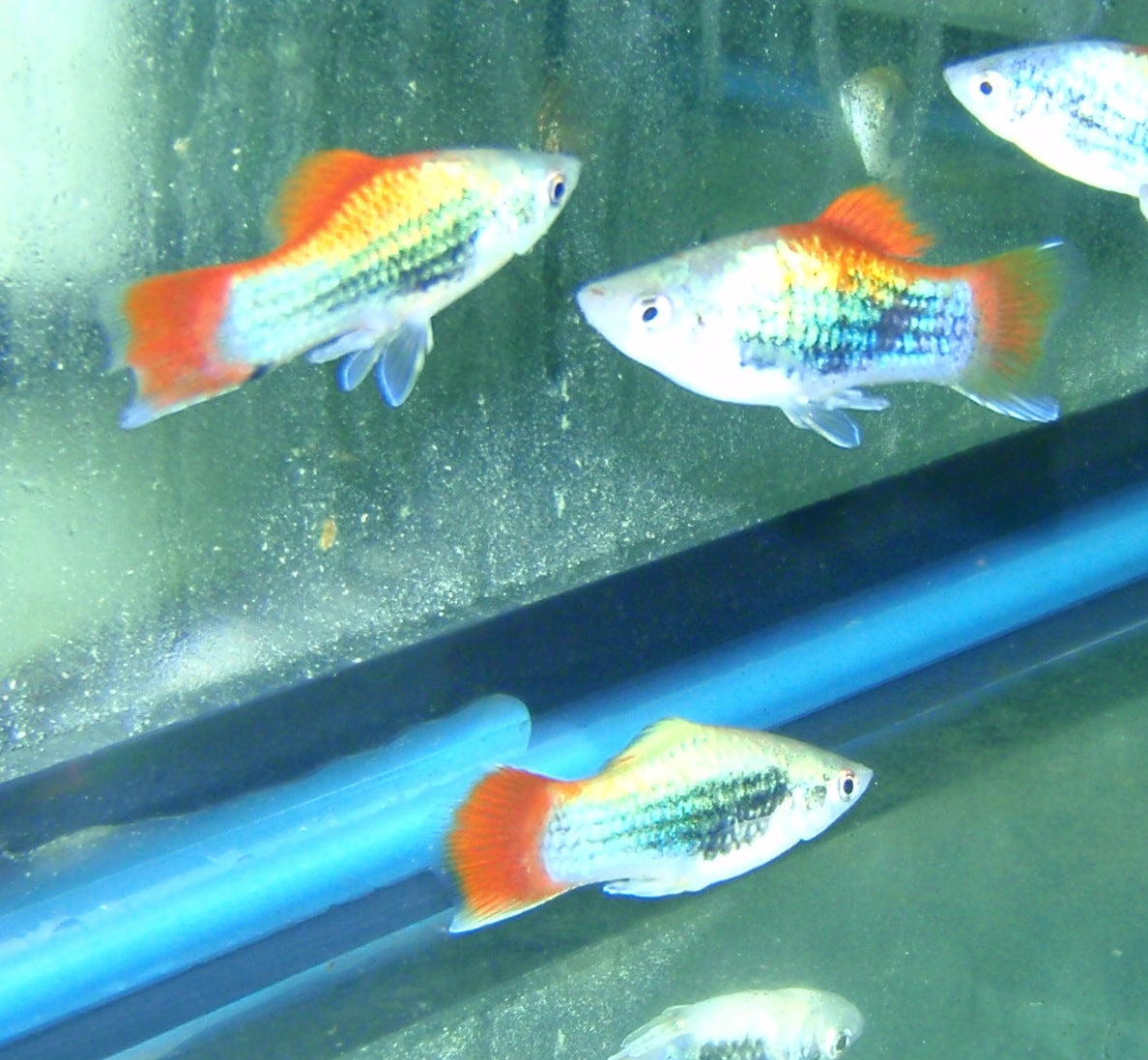 Platy - Tux Neon