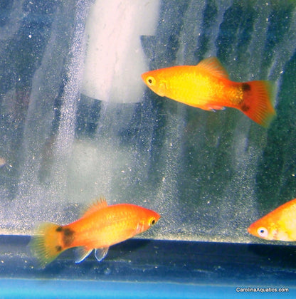 Platy - Mickey Mouse Sunset