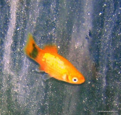 Platy - Mickey Mouse Sunset