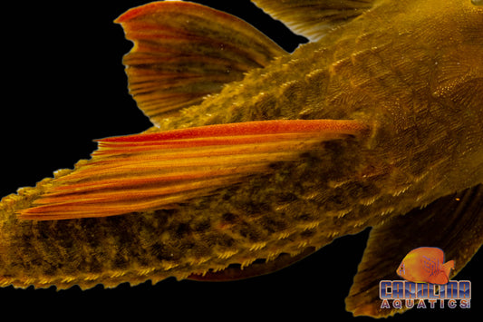 Pleco - Cactus Redfin L-024 2.5-3in.