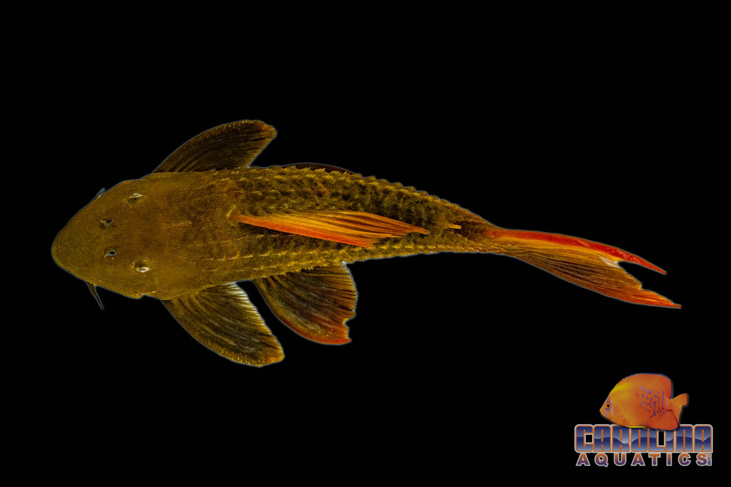 Pleco - Cactus Redfin L-024 2.5-3in.