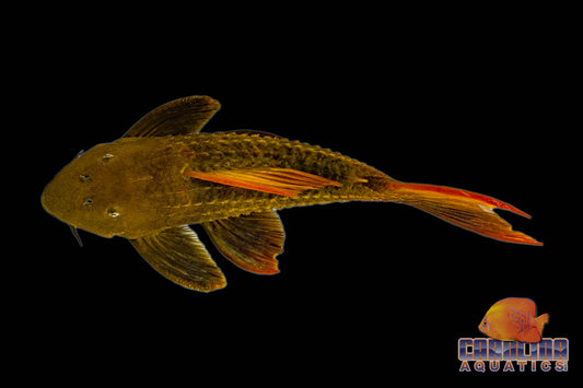 Pleco - Cactus Redfin L-024 2.5-3in.