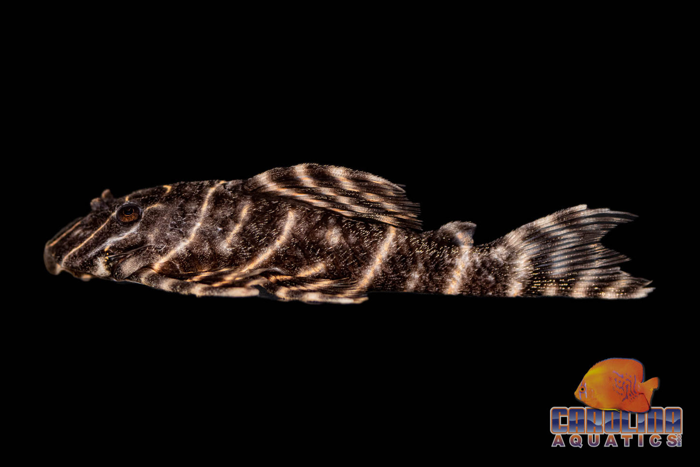 Pleco - Flash L-204 2in