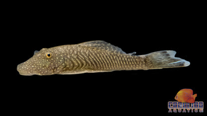 Pleco - Rubber M/L