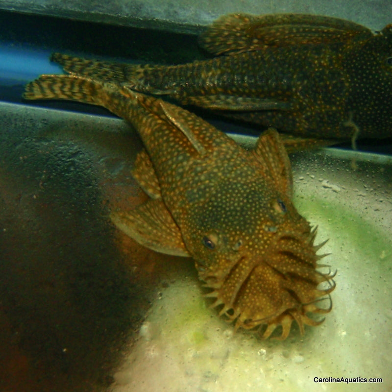 Pleco - Bushynose Wild 1-1.5in