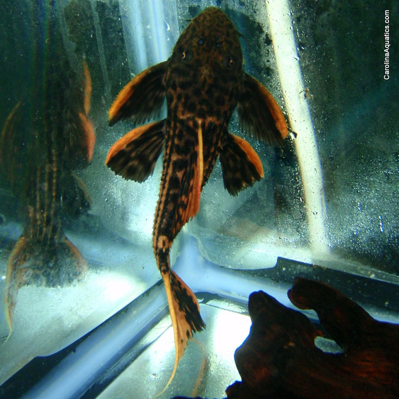 Pleco - 7 Pointer Scarlet Cactus L-025 7-8in