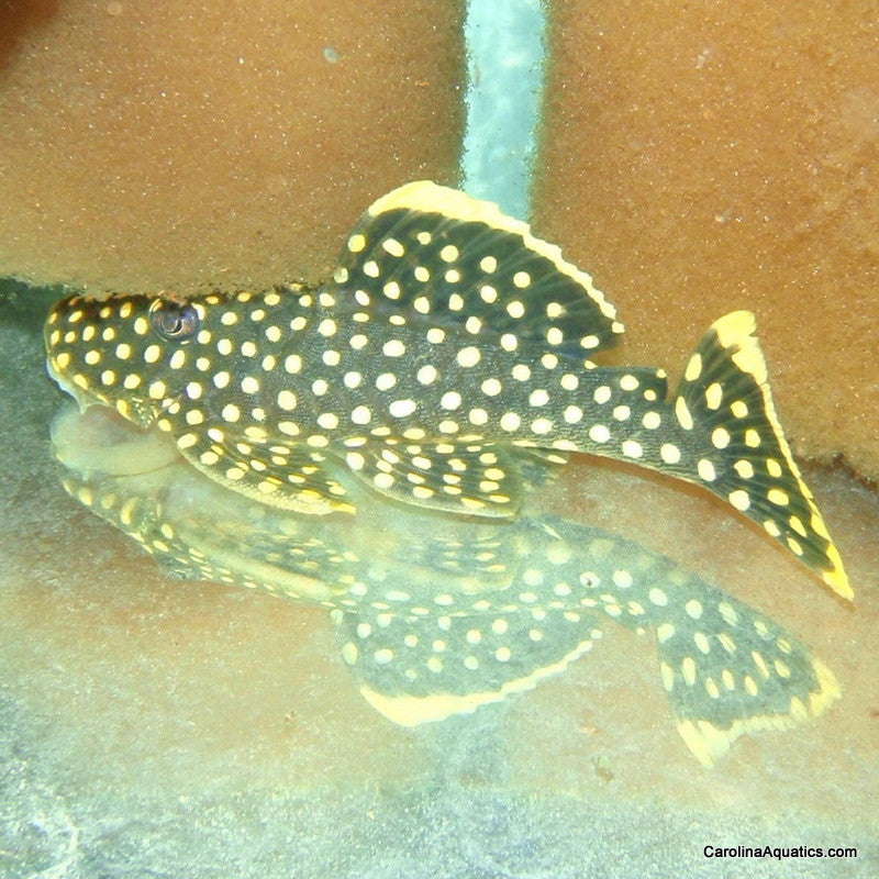 Pleco - Gold Seam Gold Nugget L-177 2.5-3in.