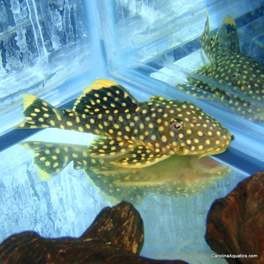Pleco - Big Spot Gold Nugget L-018 1.5-2in.