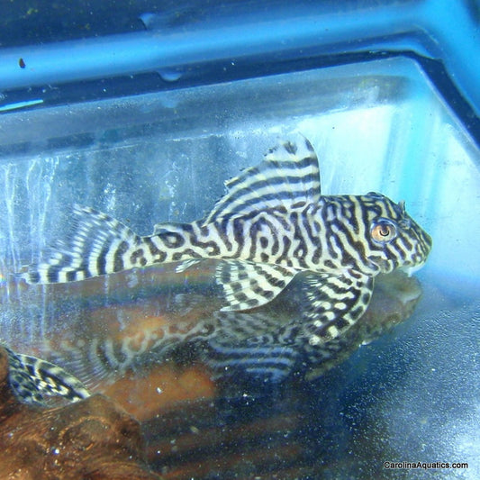 Pleco - Tiger King L-066 4-5in.