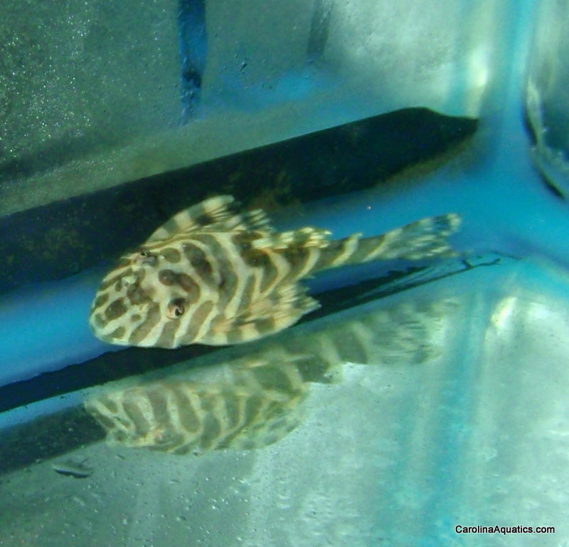 Pleco - Leopard Frog L-134 T.R. Lg 2.5-3in