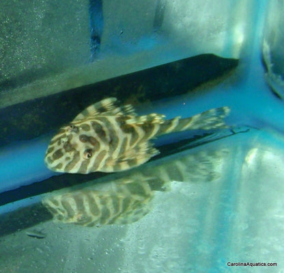 Pleco - Leopard Frog L-134 T.R. Lg 2.5-3in