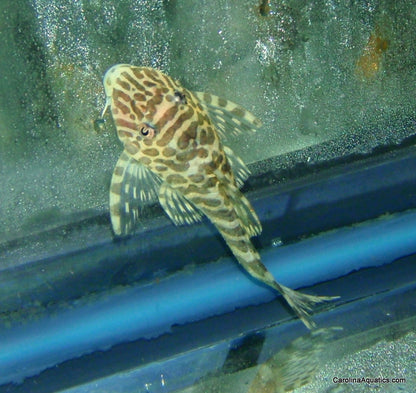 Pleco - Leopard Frog L-134 T.R. Lg 2.5-3in