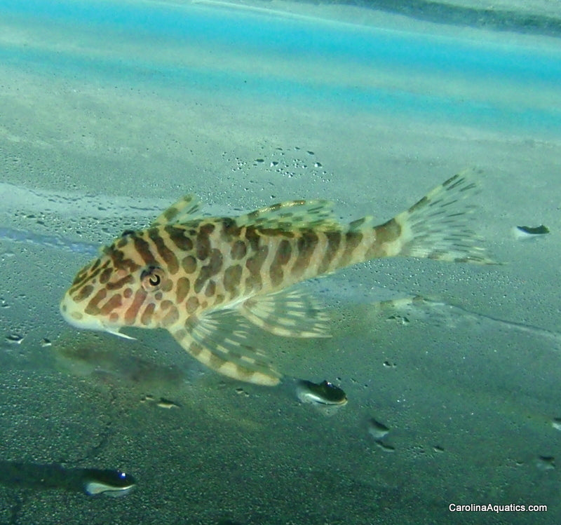Pleco - Leopard Frog L-134 T.R. Lg 2.5-3in