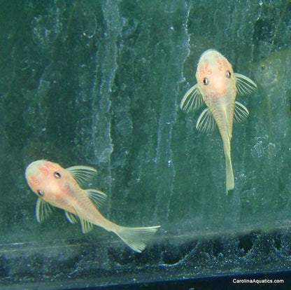Pleco - Bushynose Blue Eye Lemon 1.5-2in.