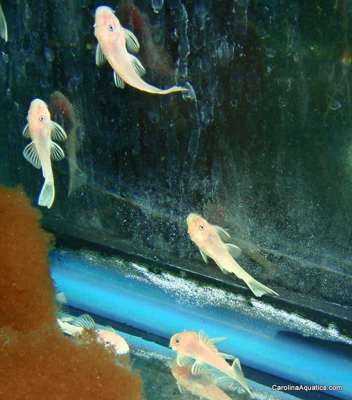 Pleco - Bushynose Blue Eye Lemon 1.5-2in.