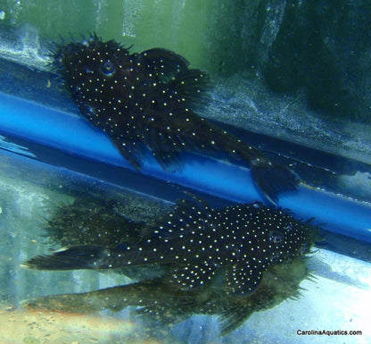 Pleco - Spotted Medusa L-255 2.5-3in