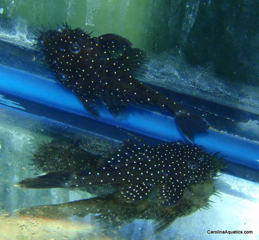Pleco - Spotted Medusa L-255 2.5-3in