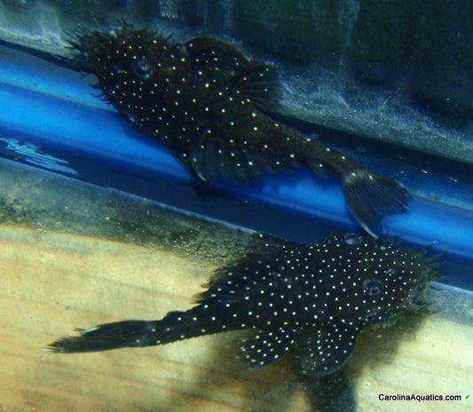 Pleco - Spotted Medusa L-255 2.5-3in