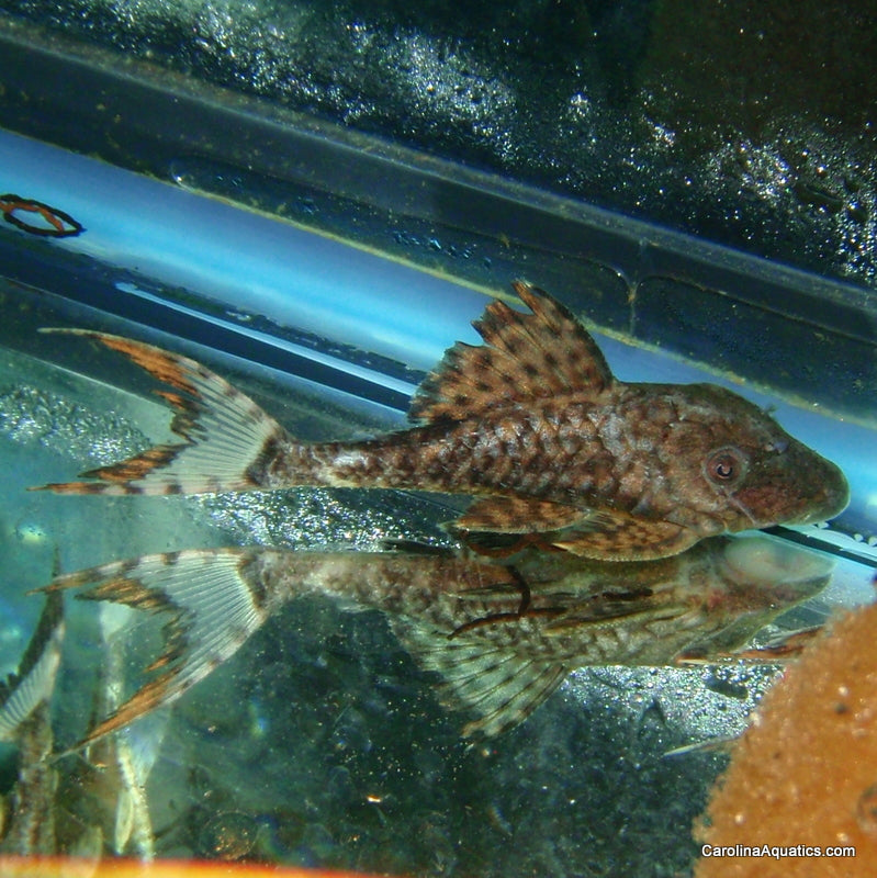 Pleco - Papa Lyretail L-090 2-2.5in