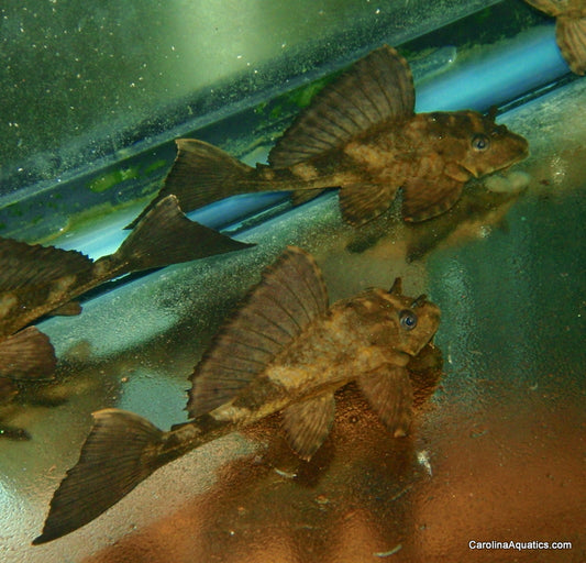 Pleco - Rhino 2-3in.