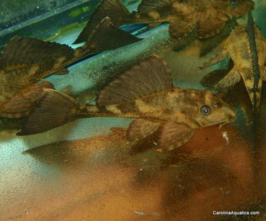 Pleco - Rhino 2-3in.