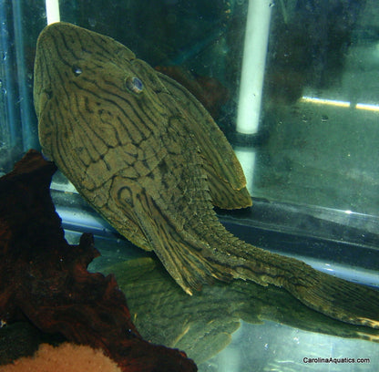 Pleco - Royal Green Shamper L-418 XL