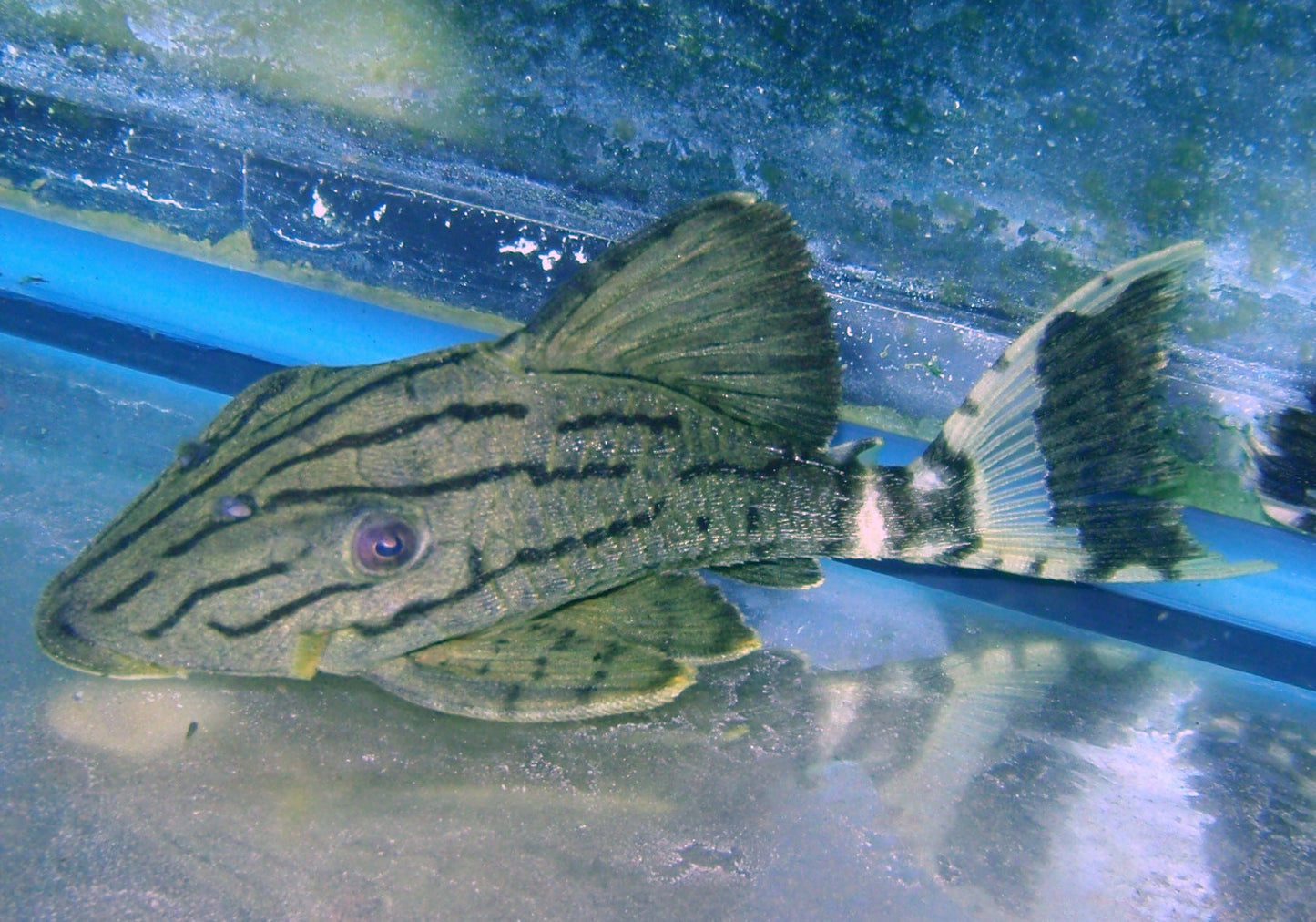 Pleco - Royal L-191 Med