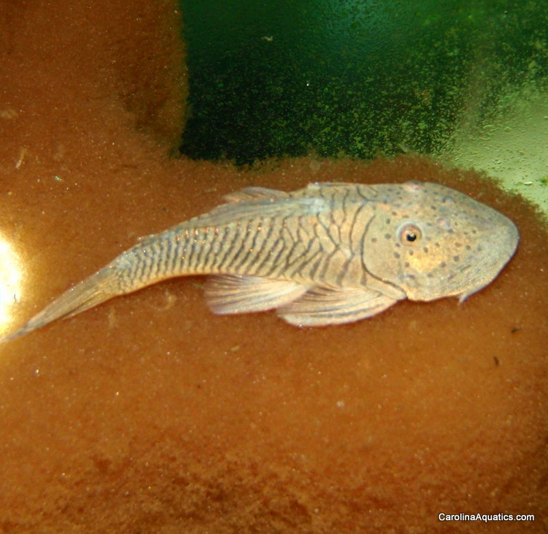 Pleco - Rubber M/L