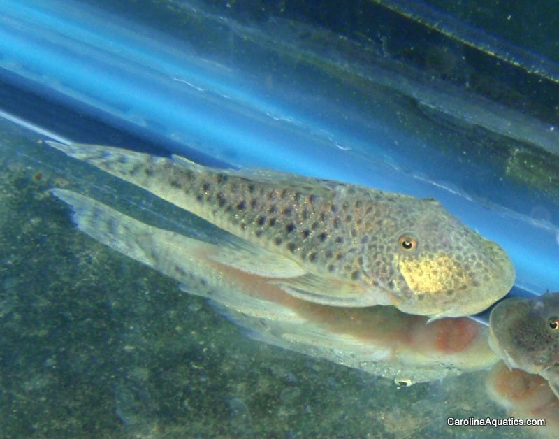 Pleco - Spotted Rubber Lip L-445