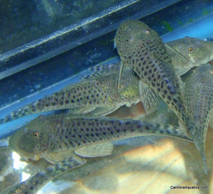 Pleco - Spotted Rubber Lip L-445