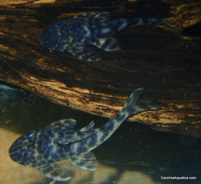 Pleco - Smokey Zebra L-127