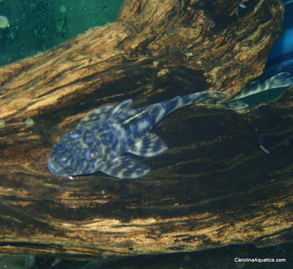 Pleco - Smokey Zebra L-127