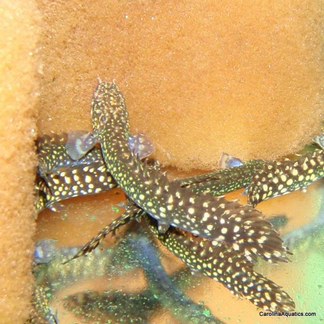 Misc - Bichir Ornate Wild JBO
