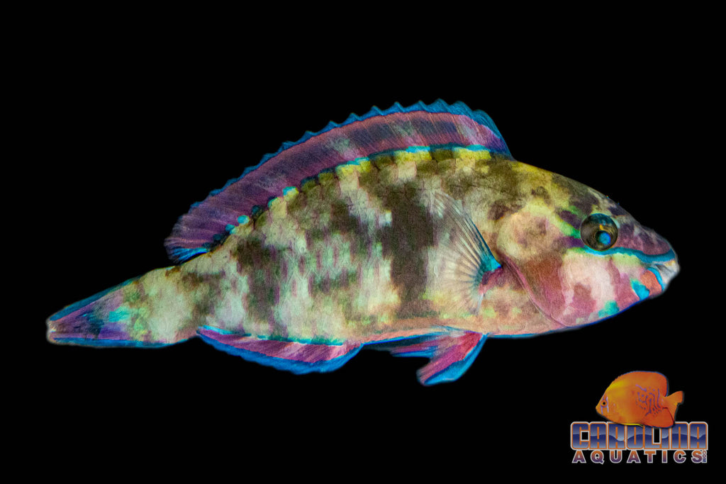 Saltwater Fish – Page 4 – Carolina Aquatics