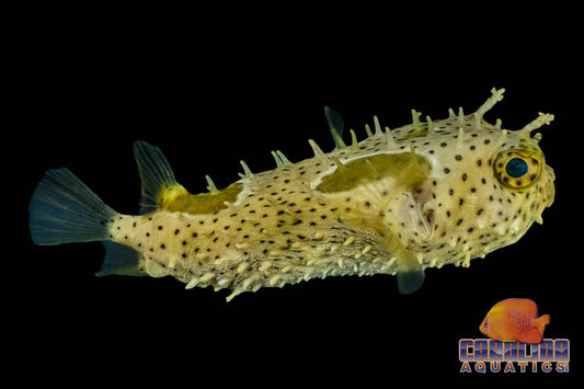 Puffer - Bridled Burrfish