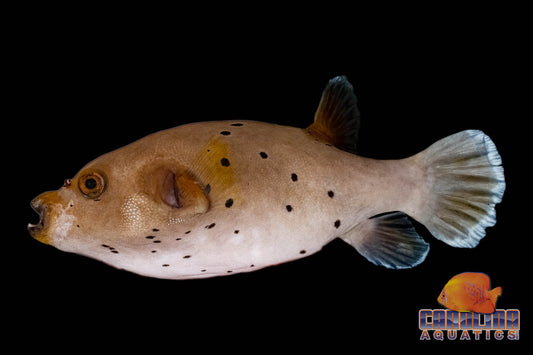 Puffer - Dogface Md/Lg