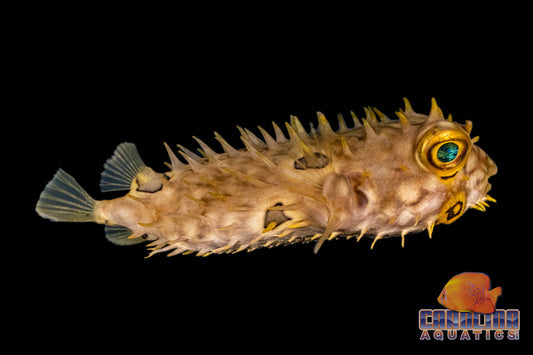 Puffer - Webbed Burrfish