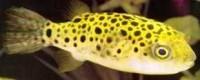Brackish - Puffer Green Spot XL