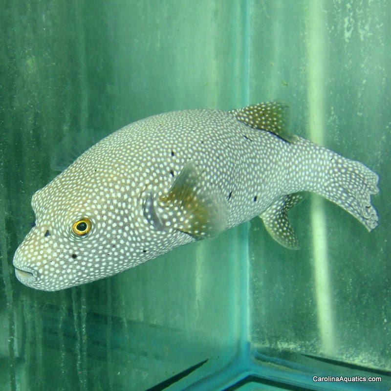 Puffer - Dogface Meleagris