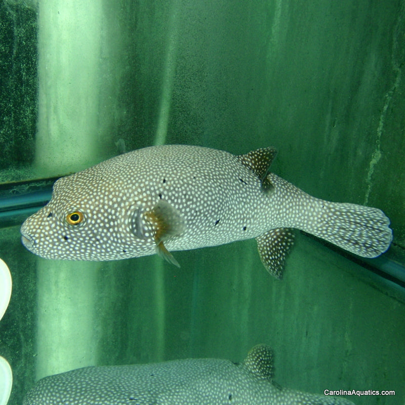 Puffer - Dogface Meleagris