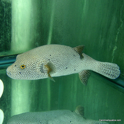 Puffer - Dogface Meleagris