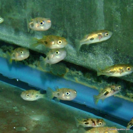 Misc - Puffer Pea