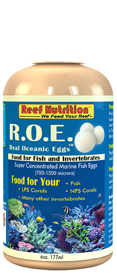 R.O.E. - Real Oceanic Eggs